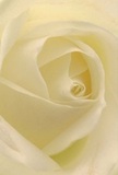 Drawn close to the heart of this creamy white rose, you're surrounded by petals spun with the same delicate care that defines the bouquets delivered across Nine Elms. Each petal spirals gently outward, soft as morning mist curling along the park paths. There's a serene luminescence to the image - light gliding over the ivory folds, leaving the subtlest shadows between, as if the bloom itself glows with peaceful anticipation. The intimacy of the scene feels like an invitation to linger; the almost-tangible scent is elegant and reserved, a gentle nod to the traditional artistry of local florists. In every line and curve, there's a story of tender emotion-an ideal rose for expressing reverence, admiration, new beginnings, or heartfelt sympathy across the community. The close perspective lets you sense not only the beauty but also the care and expertise woven into each arrangement, making this rose a timeless symbol for those precious, thoughtful occasions in Nine Elms.